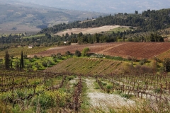 ΑΜΠΕΛΩΝΕΣ ΝΕΜΕΑΣ   φωτογραφία του Δημήτρη Βίγλη